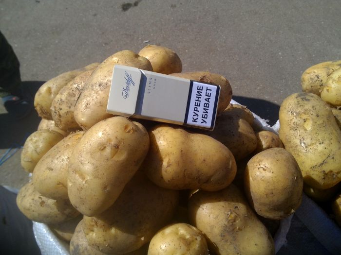 Купить картофель в ставропольском. Сорт картофеля Импала. Сорт картофеля Варяг. Картофель семенной Импала. Картофель сорт Гулливер.